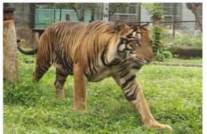 Royal Bengal Tiger pair to roar in Jambu Zoo