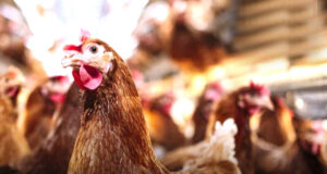 WHO confirms human case of #birdflu in India