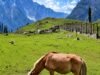 Kashmir Pony Gets Official Indigenous Breed Recognition from ICAR-NBAGR