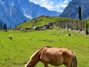 Kashmir Pony Gets Official Indigenous Breed Recognition from ICAR-NBAGR