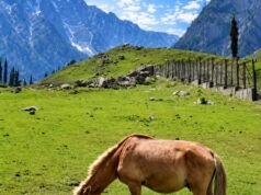 Kashmir Pony Gets Official Indigenous Breed Recognition from ICAR-NBAGR