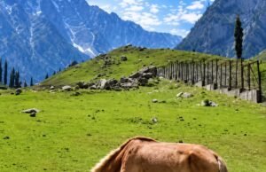 Kashmir Pony Gets Official Indigenous Breed Recognition from ICAR-NBAGR