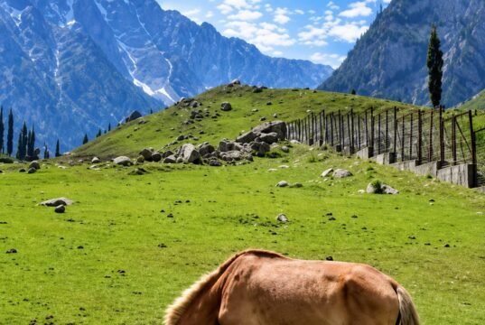 Kashmir Pony Gets Official Indigenous Breed Recognition from ICAR-NBAGR